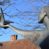 Hope – A bronze sculpture by Sarah Cunnington